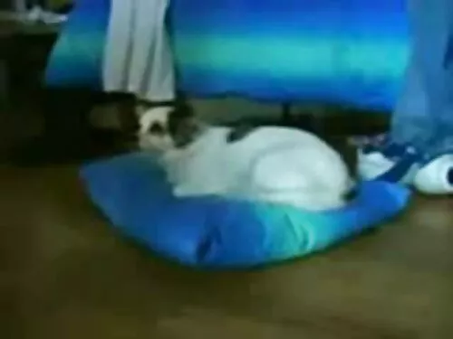उदास एशियाई बेब Kats ...